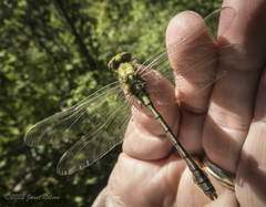 Ophiogomphus rupinsulensis