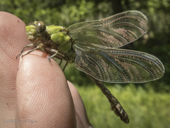 Ophiogomphus rupinsulensis