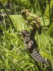 Ophiogomphus rupinsulensis