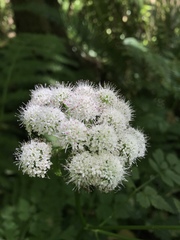 Angelica hendersonii