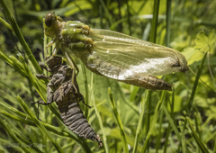 Ophiogomphus rupinsulensis