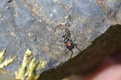 Titanoeca quadriguttata