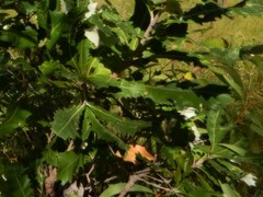 Banksia dentata