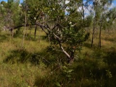 Banksia dentata