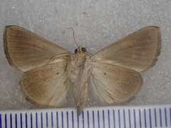 Chalciope alcyona