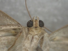 Chalciope alcyona