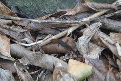 Sphaerodactylus vincenti