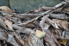 Sphaerodactylus vincenti