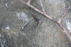 Sphaerodactylus vincenti