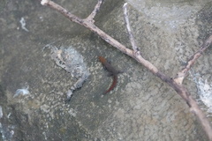 Sphaerodactylus vincenti