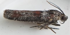 Sciota carneella