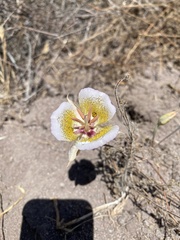 Calochortus plummerae