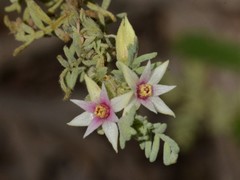 Boronia lanuginosa