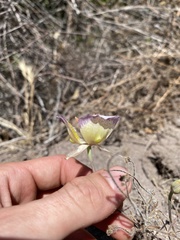 Calochortus plummerae