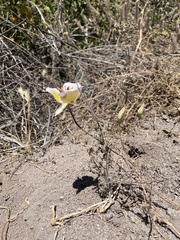 Calochortus plummerae