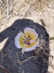 Calochortus plummerae