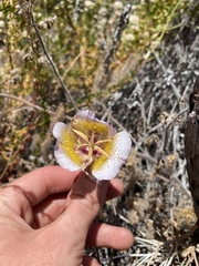 Calochortus plummerae
