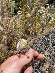 Calochortus plummerae