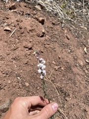 Sairocarpus coulterianus
