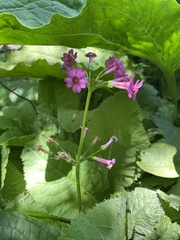 Primula japonica