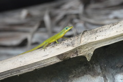 Anolis trinitatis
