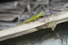 Anolis trinitatis