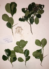 Crataegus persimilis