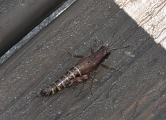 Melanoplus viridipes