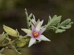 Boronia lanuginosa