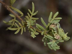 Boronia lanuginosa