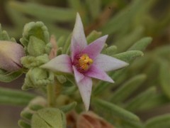 Boronia lanuginosa