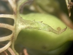 Crataegus persimilis