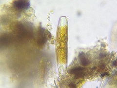 Caloneis amphisbaena