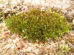 Dichodontium pellucidum