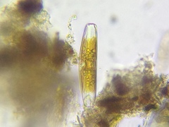 Caloneis amphisbaena