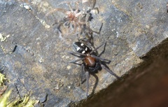 Titanoeca quadriguttata