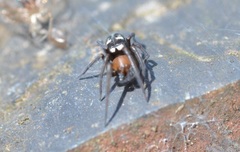 Titanoeca quadriguttata