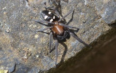 Titanoeca quadriguttata