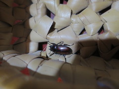 Prosopocoilus