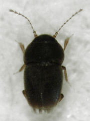 Ptiliodes amplicollis