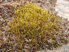 Flexitrichum flexicaule