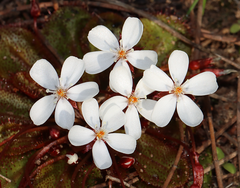 Drosera bulbosa