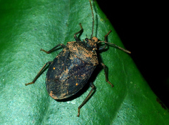 Lincus bipunctatus