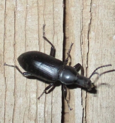 Stenochiinae