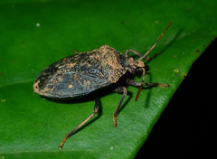Lincus bipunctatus