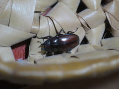 Prosopocoilus