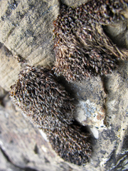 Grimmia anodon