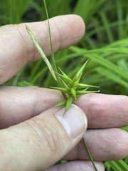 Carex lonchocarpa