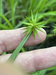 Carex lonchocarpa