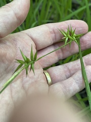 Carex lonchocarpa